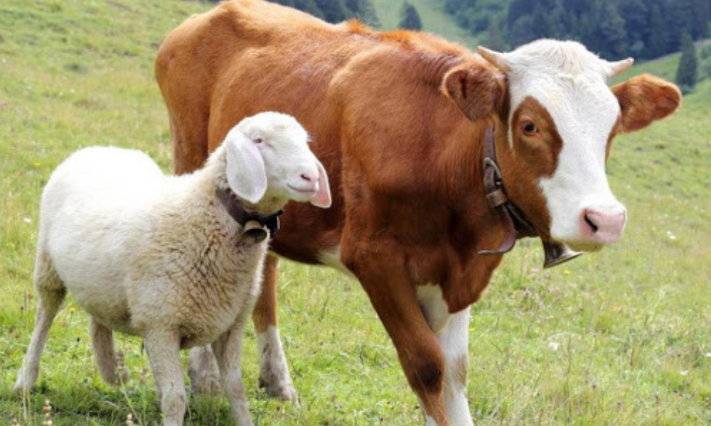 Ricotta di pecora o di mucca